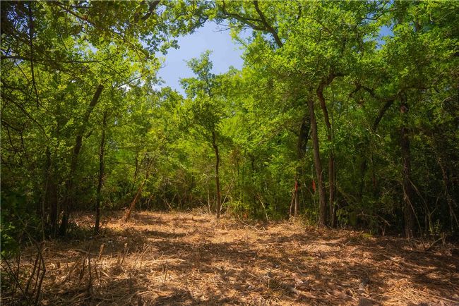 View of woods | Image 5