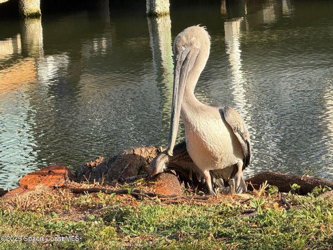 Cute pelican stopping by to say "Hello!" | Image 99