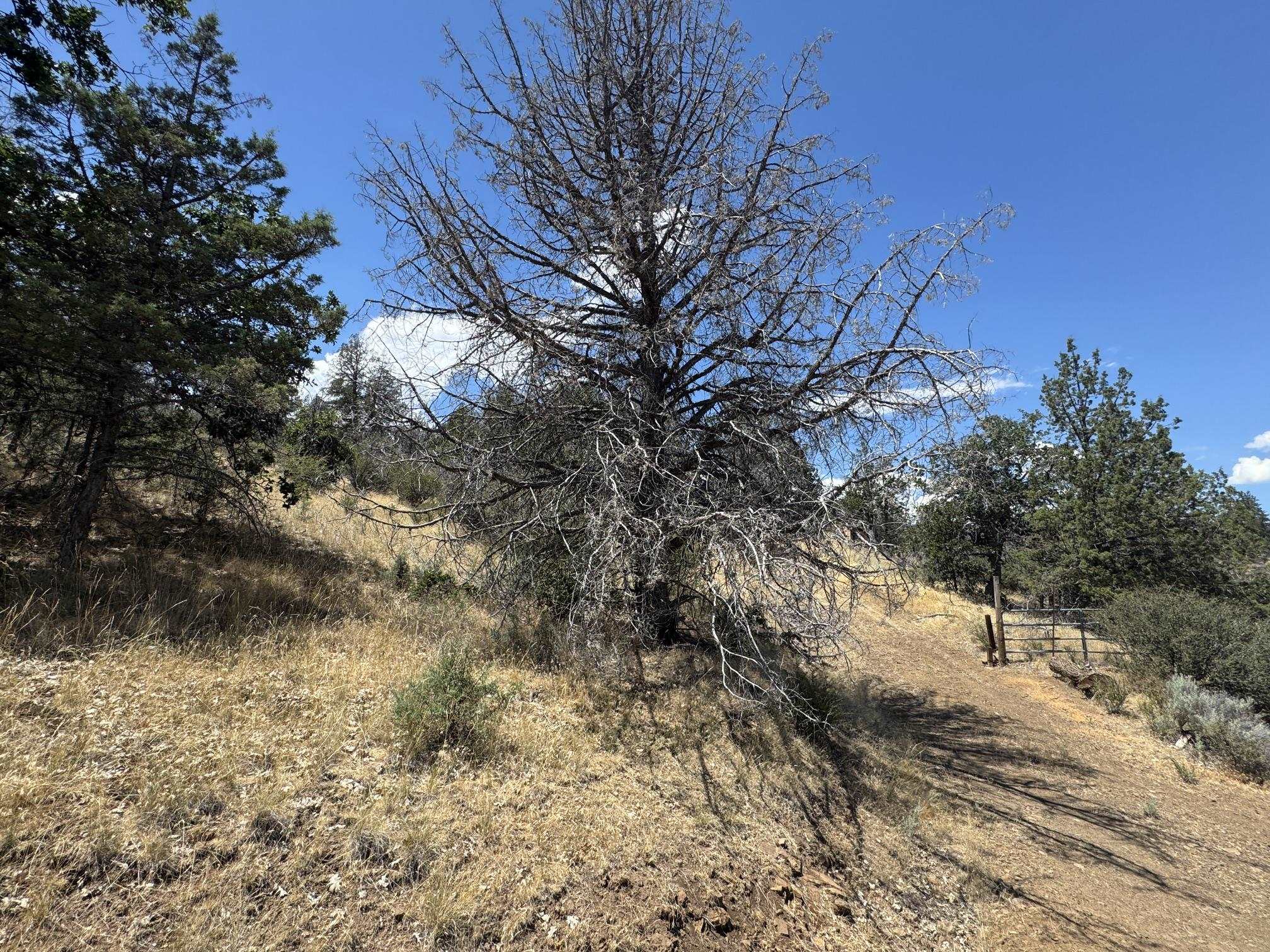Land in Hornbrook 4