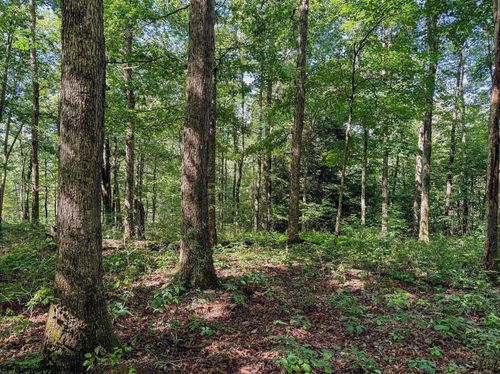 TBD Whitewater Pkwy, Bruceton Mills, WV, 26525 | Card Image