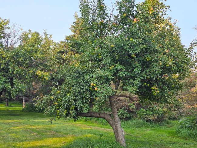 various fruit trees, apple, pears and plums | Image 16