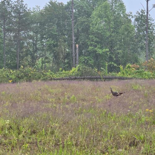 6.68 AC. E Robbins Rd, Robbins, TN, 37852 | Card Image