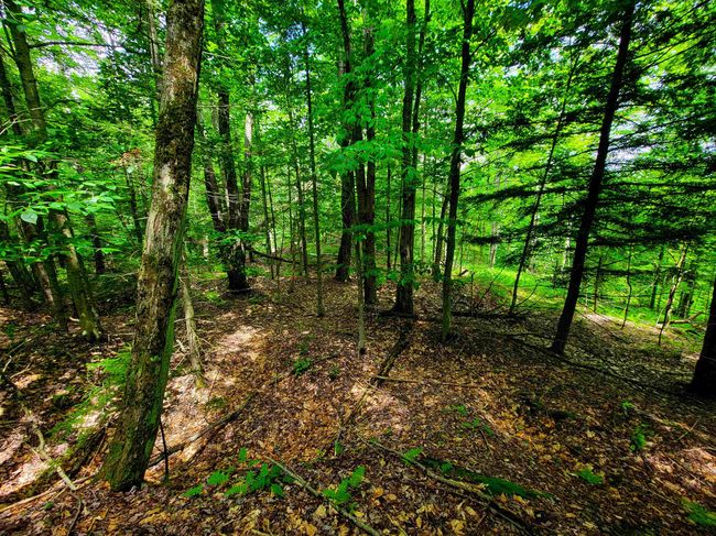 1730 Sinclair Rd, Home with 0 bedrooms, 0 bathrooms and null parking in Johnson VT | Image 24