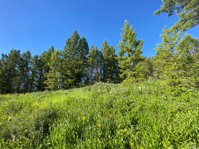View of local wilderness | Image 7