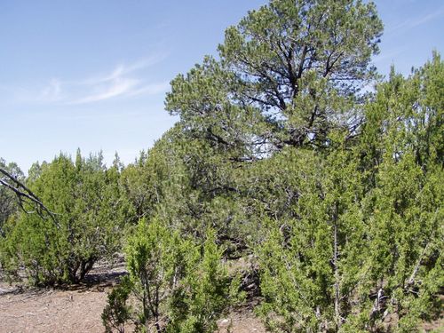 lot 11 Uphill Trail, Vernon, AZ, 85940 | Card Image