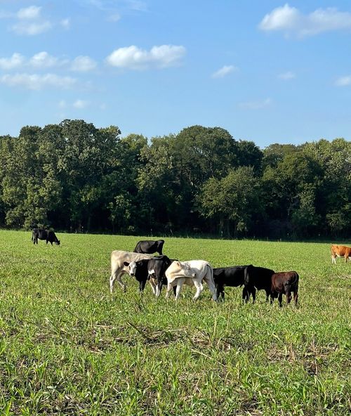 764 Hcr 3422, Bynum, TX, 76631-3073 | Card Image