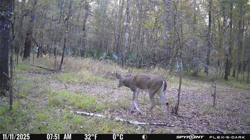 Lot 25 Frank Ln, Magnolia, TX, 77353 | Card Image