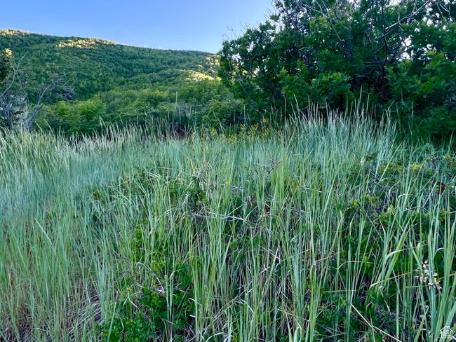 View of local wilderness | Image 13