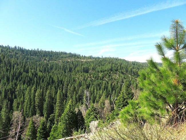 0 Forest Route 7 N42, House other with 1 bedrooms, 1 bathrooms and null parking in West Point CA | Image 22