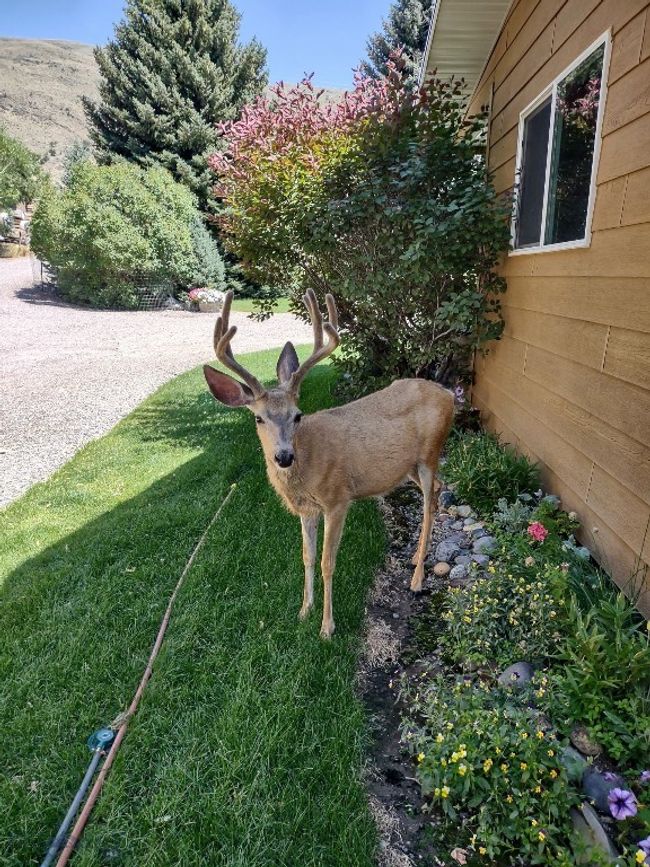 1077 Us Highway 89 S, House other with 3 bedrooms, 3 bathrooms and null parking in Gardiner MT | Image 84