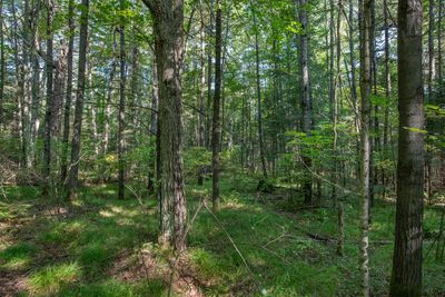 LOT-2 - Off Elm Dr, Home with 0 bedrooms, 0 bathrooms and null parking in Eagle River WI | Image 3