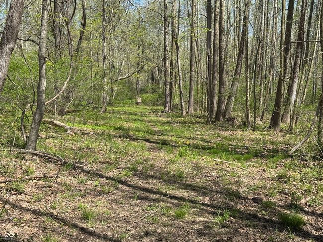view of nature with a view of trees | Image 40