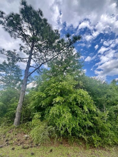 TALL BEAUTIFUL TREES ON PROPERTY | Image 2