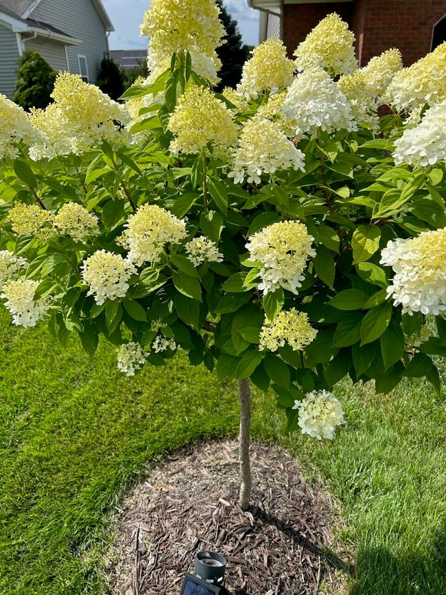 Flowering tree | Image 16
