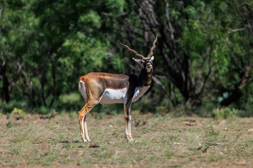 16251 Door Key Rd, Christoval, TX, 76935 | Card Image