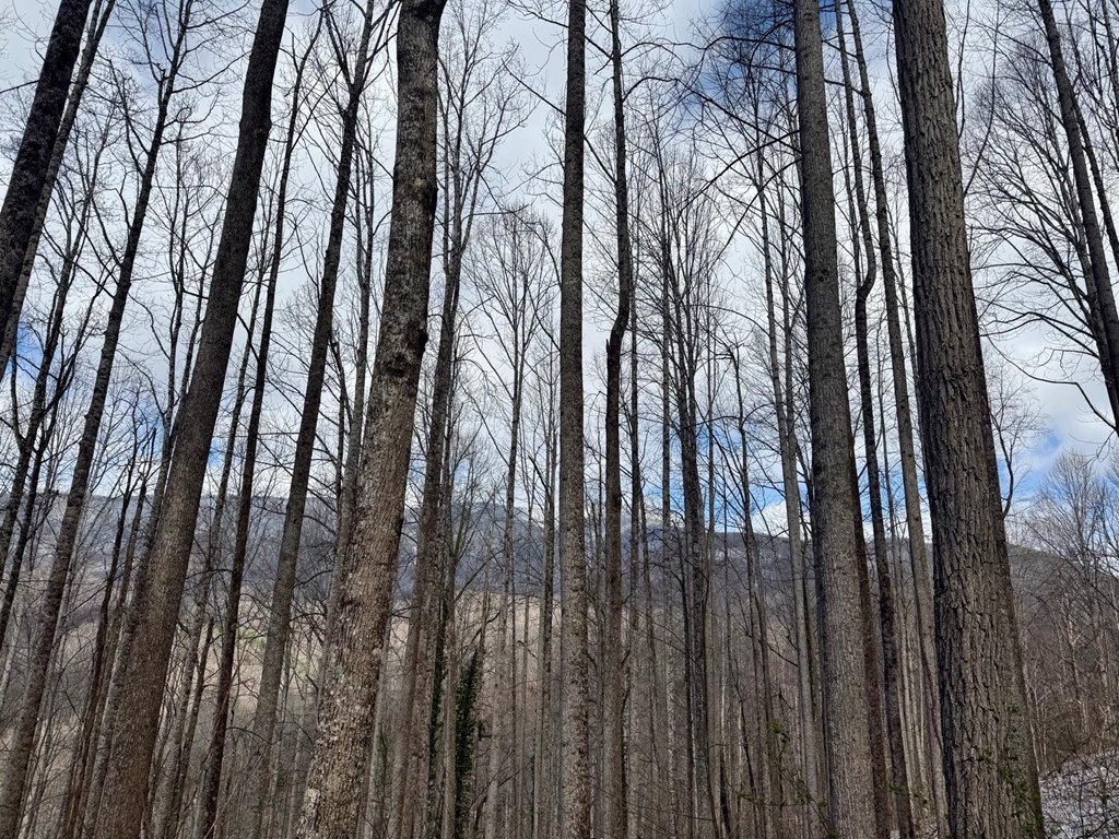 Land in Balsam 3