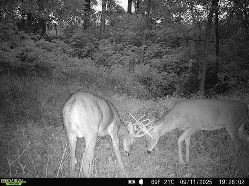 40 Acre Lot Walnut Lane, Ithaca, WI, 53581 | Card Image