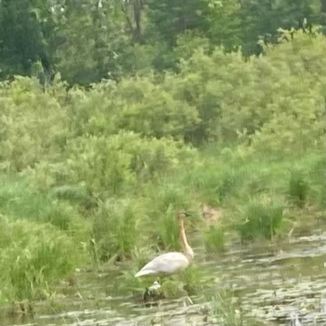 Wildlife in Pond | Image 23