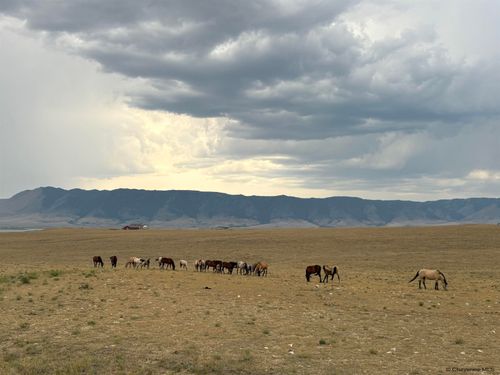 Tr 305 Big Horn Dr, Laramie, WY, 82070 | Card Image