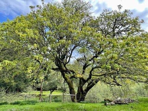 4001 Conklin Creek Rd, Petrolia, CA, 95558 | Card Image