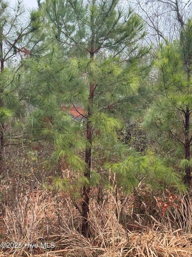 894 Swamp Road, Home with 0 bedrooms, 0 bathrooms and null parking in Pantego NC | Image 10