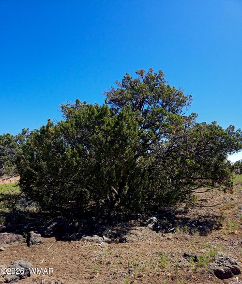 8411 Javelina Drive, Show Low, AZ, 85901 | Card Image