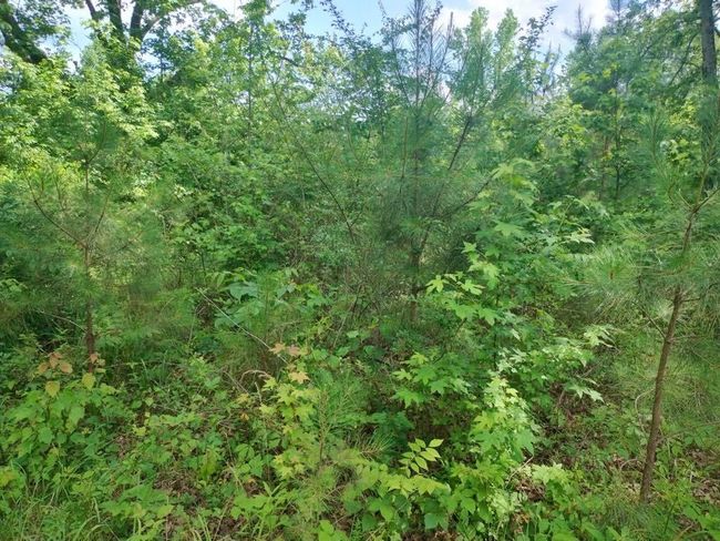 00 Highway 195, Home with 0 bedrooms, 0 bathrooms and null parking in Double Springs AL | Image 4