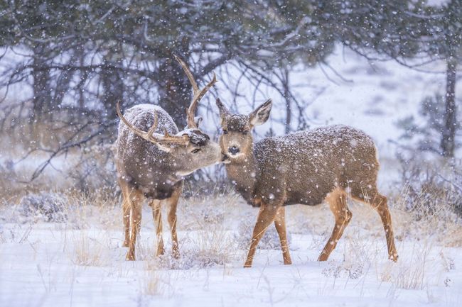 Deer in the Front Yard | Image 32