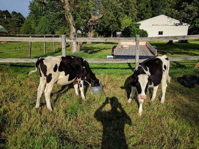 Cows. | Image 42