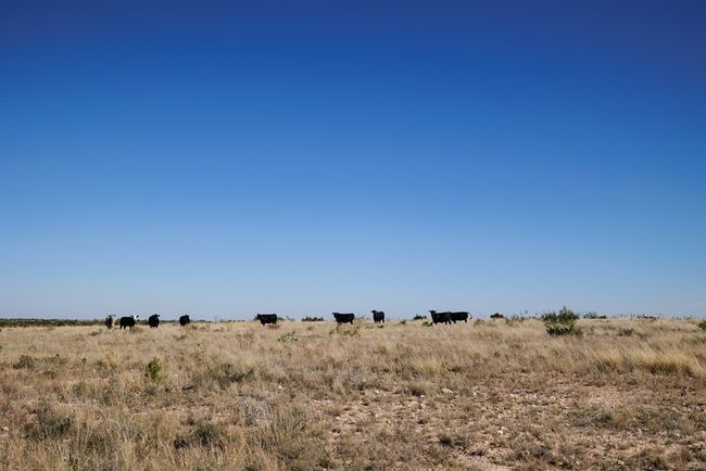 0000 Camp Springs Rd, Home with 0 bedrooms, 0 bathrooms and null parking in Snyder TX | Image 14