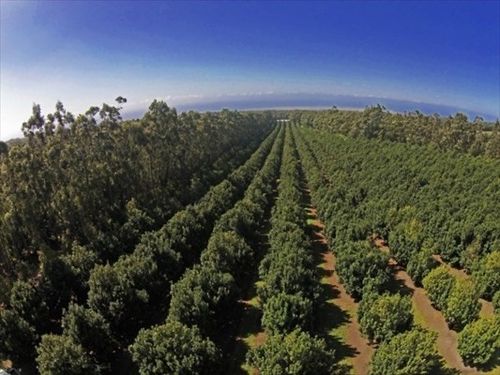 94-3220 Lorenzo Rd, NAALEHU, HI, 96772 | Card Image