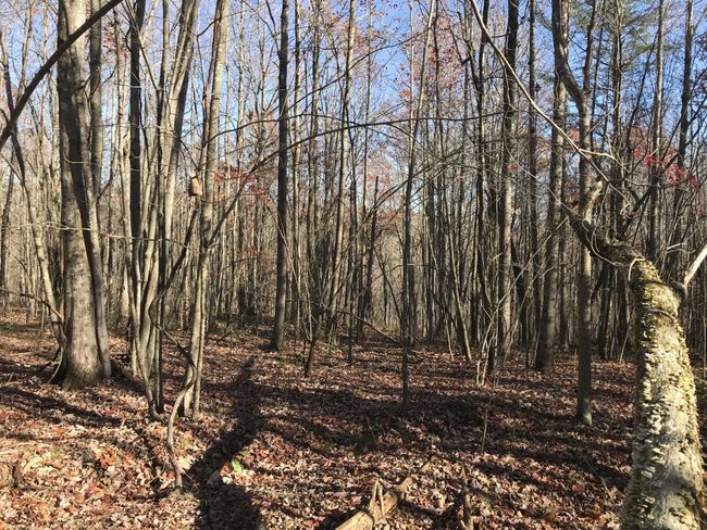 6 Hobbstown Rd, Home with 0 bedrooms, 0 bathrooms and null parking in Dunlap TN | Image 15