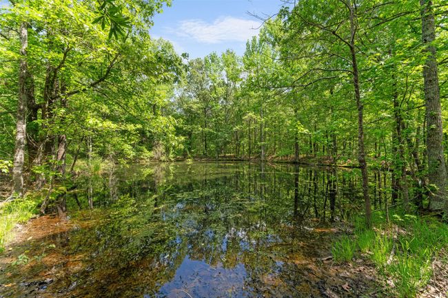 View of nature with a forest view | Image 15