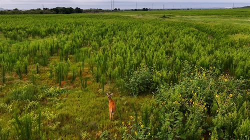 TBD Us Highway 287, Quanah, TX, 79252 | Card Image