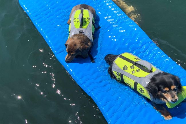 Dog Days of Summer on Bull Shoals Lake | Image 29