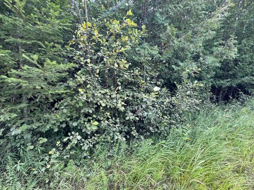 00 Schimmens Rd, Palmer Rapids, ON, K0J2E0 | Card Image