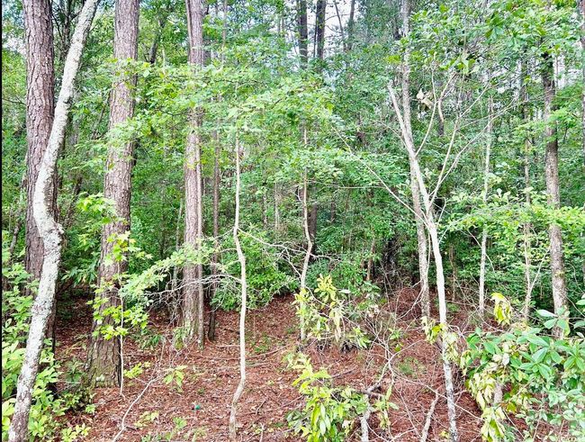 View of woods | Image 5