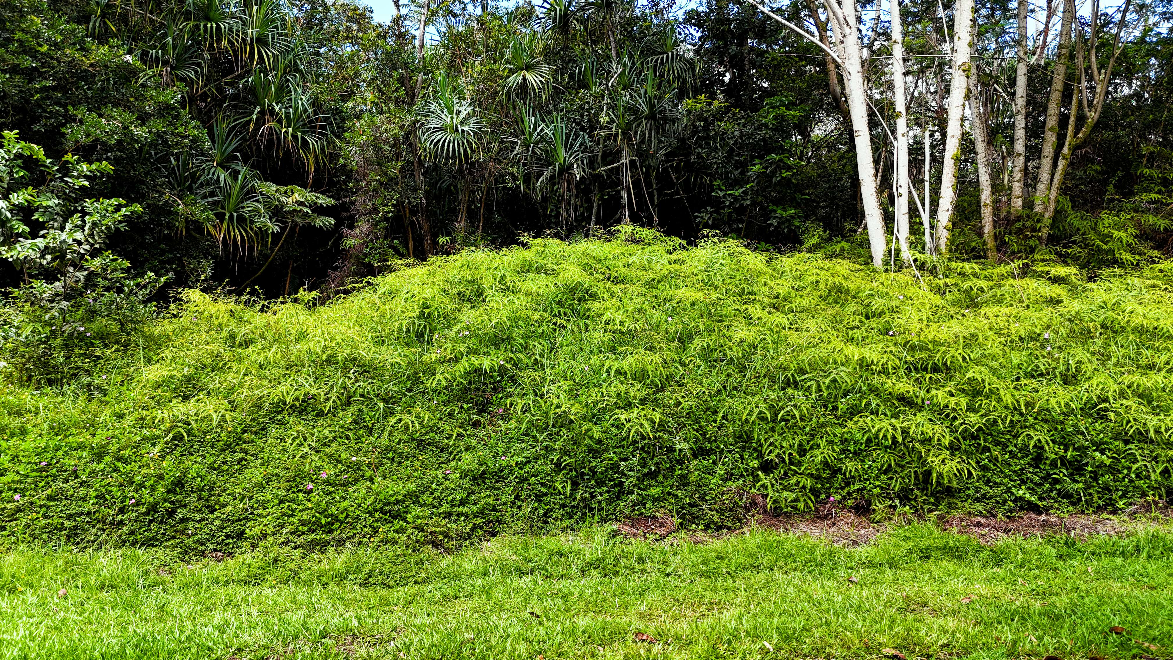 Land in Pahoa 5