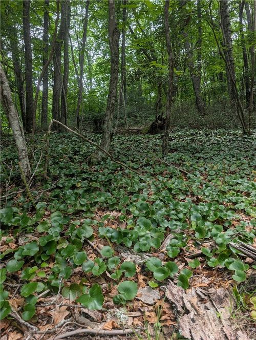 TBD Rocky Mountain Rd, Sparta, NC, 28675 | Card Image