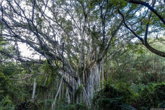 Magnificent Banyon trees | Image 22