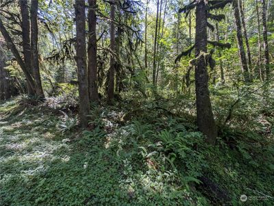 99992 Dowans Creek Road, Home with 0 bedrooms, 0 bathrooms and null parking in Forks WA | Image 3