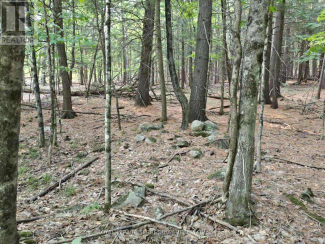 00 Buckslide Rd, Home with 0 bedrooms, 0 bathrooms and null parking in Algonquin Highlands (Stanhope) ON | Image 5
