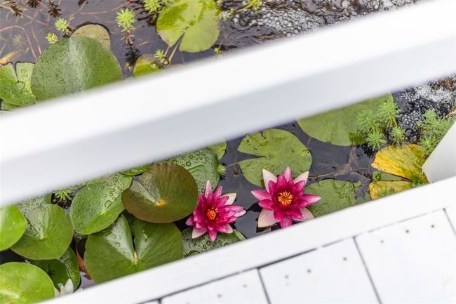 Cute lily pond. | Image 4
