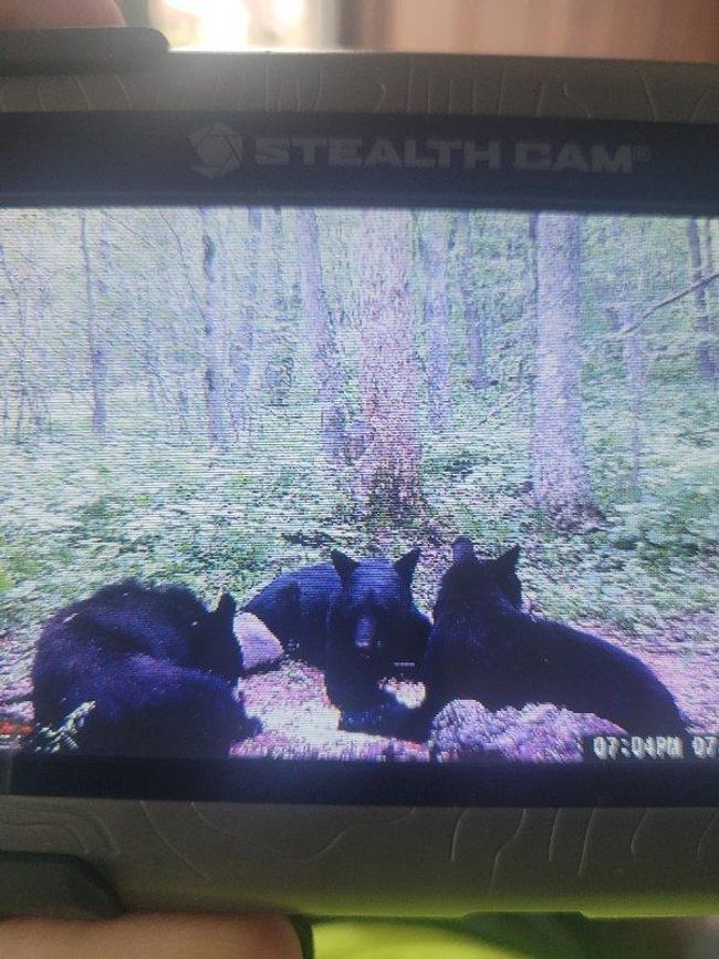 Bears On Property | Image 36