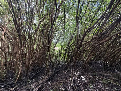 12-566 Hawaii St, PAHOA, HI, 96778-7981 | Card Image