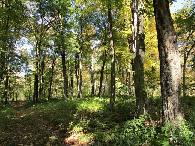 Wooded Land In Back With Trails | Image 30