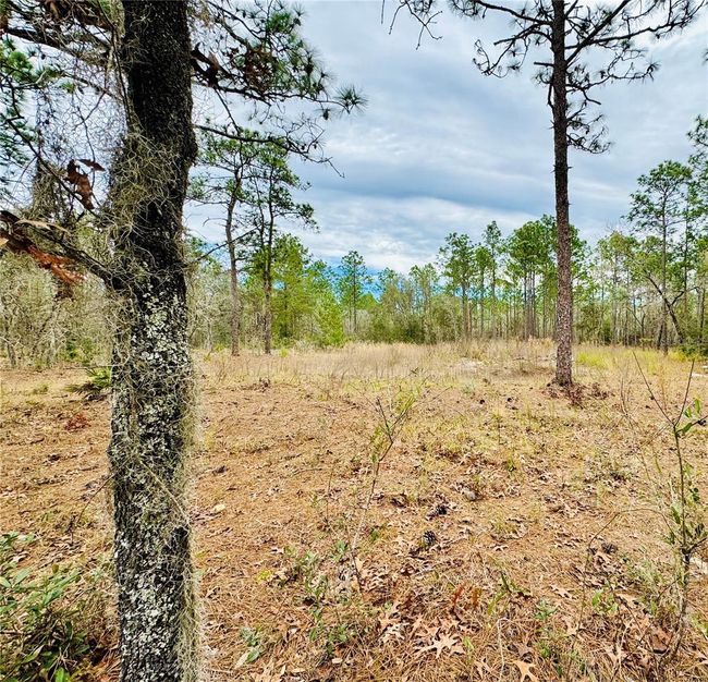 Lot 3 Sw 93 Rd St, Home with 0 bedrooms, 0 bathrooms and null parking in DUNNELLON FL | Image 5