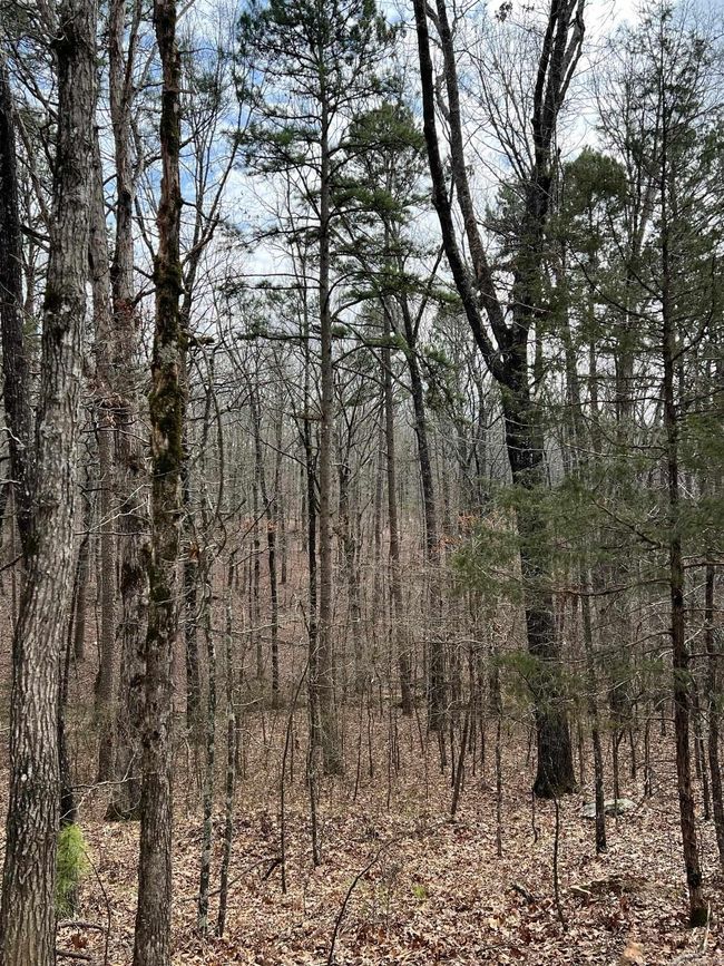00 Yates Ln, Home with 0 bedrooms, 0 bathrooms and null parking in Tumbling Shoals AR | Image 18