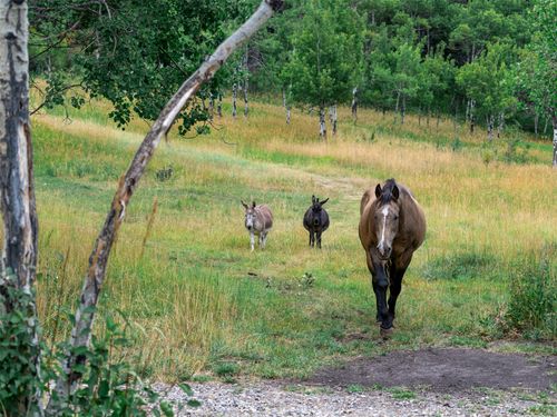 210 Upper Kelly Creek Road, Bozeman, MT, 59715 | Card Image