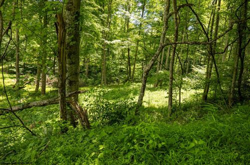 Lot 19 Lake Island Dr, Belington, WV, 26250 | Card Image